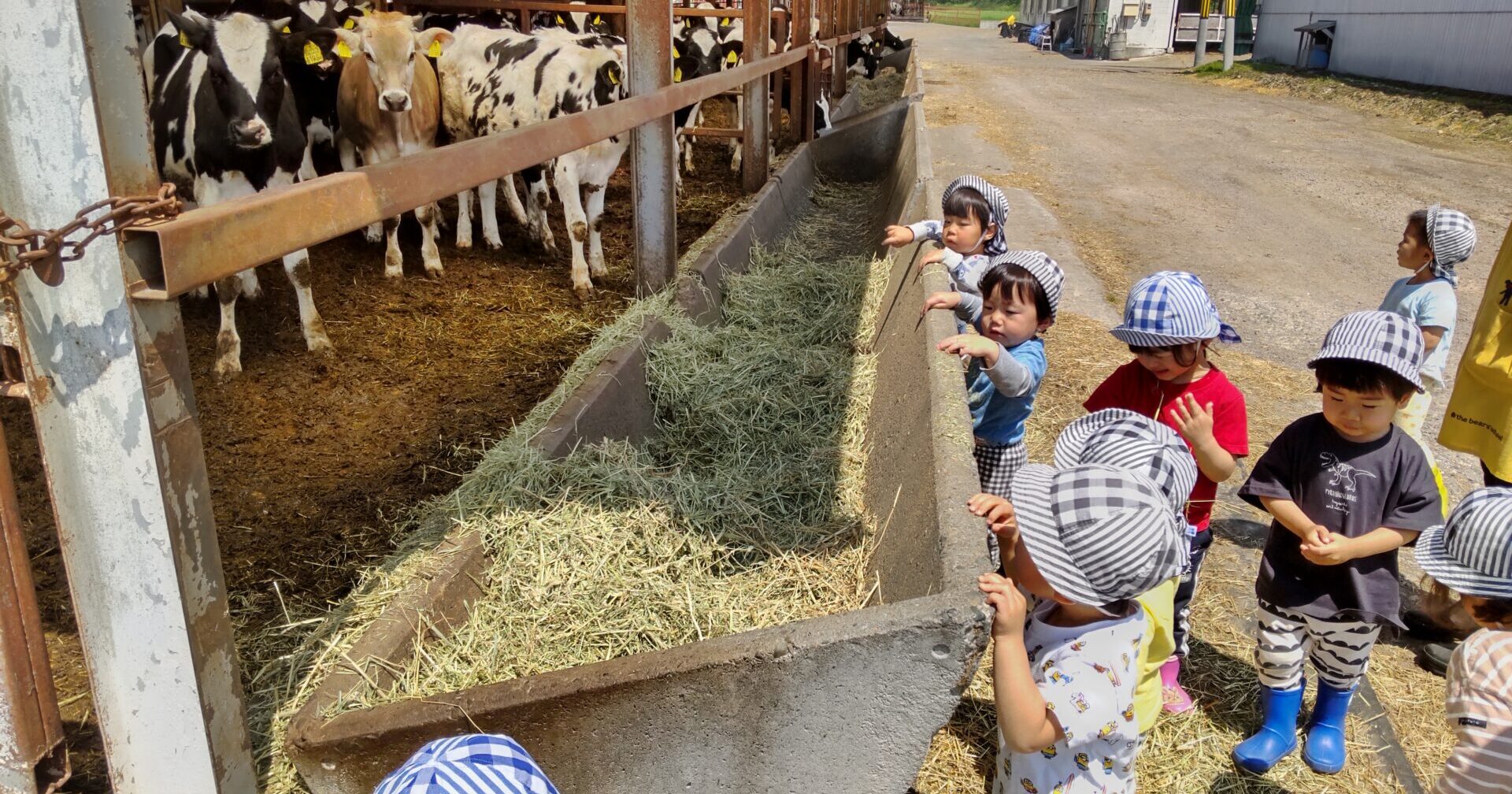 うしさんこんにちは