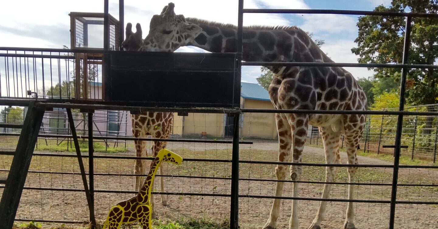 おびひろどうぶつえんへ