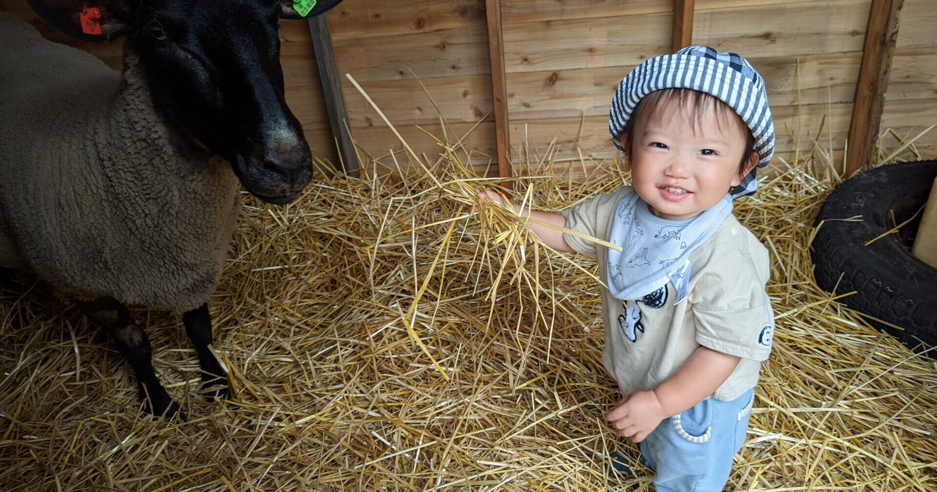 ひつじさんはじめまして、いちごシロップづくり
