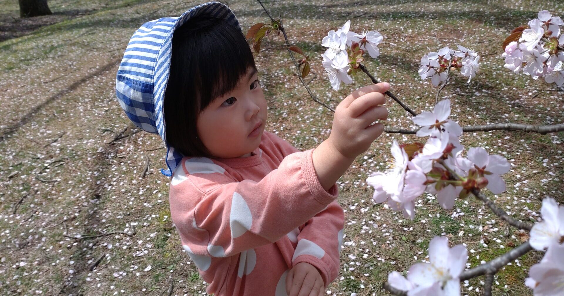 みんなでおはなみ