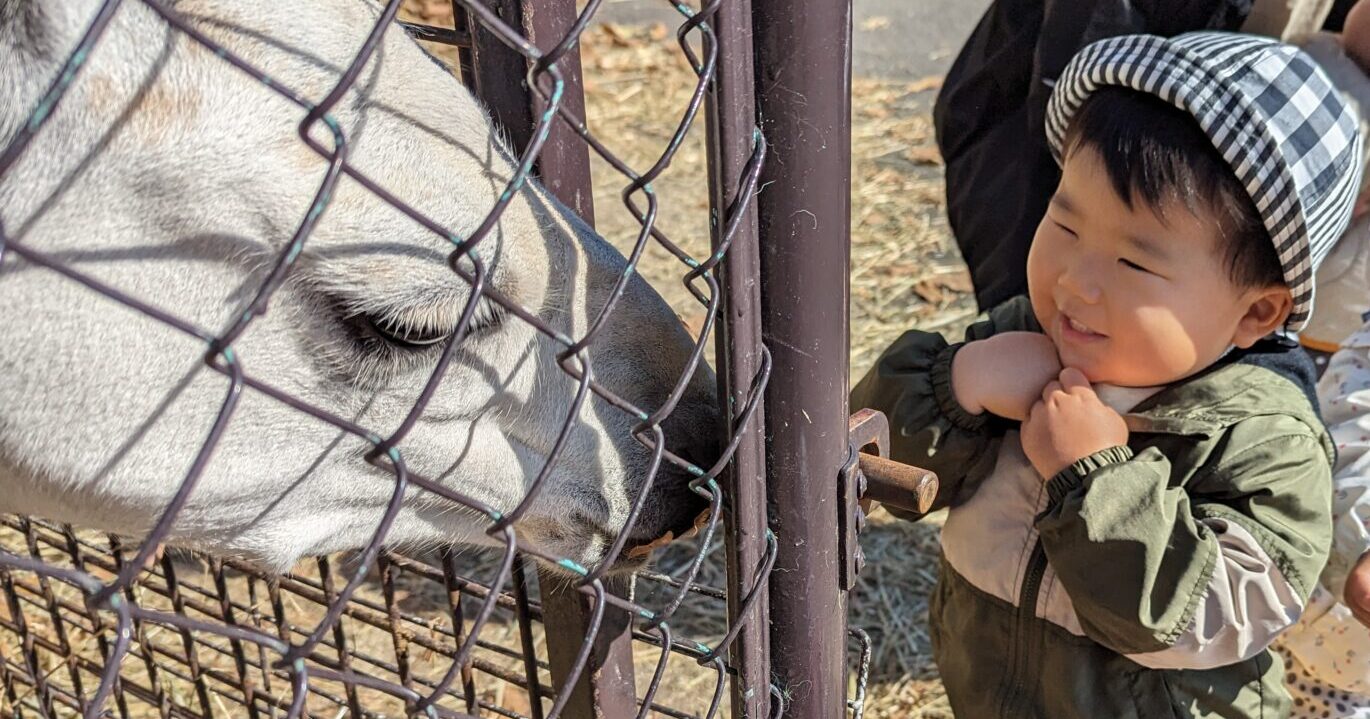 ひつじのあかちゃん　こんにちは