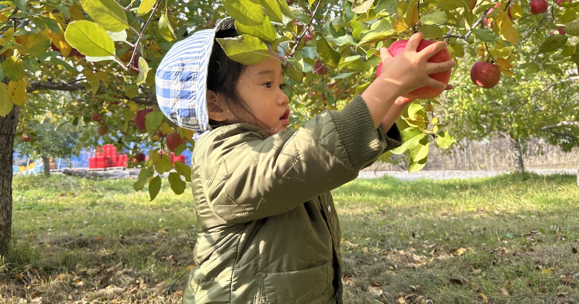 みんなでりんごがり