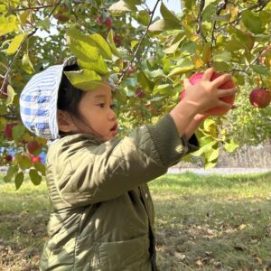みんなでりんごがり