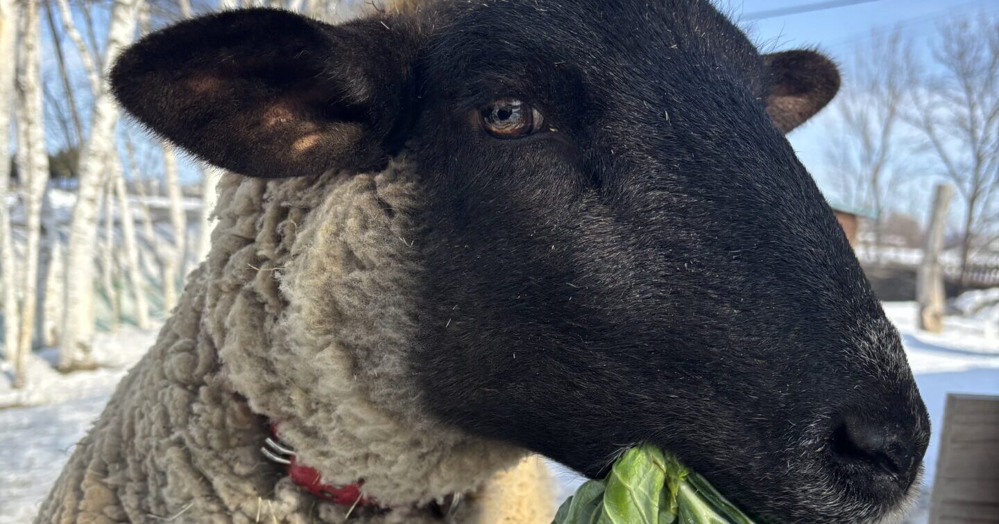 大切なお知らせ②