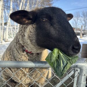 大切なお知らせ②